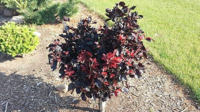 - Fagus sylvatica 'Frisco' Dwarf European Beech - Mr Maple │ Buy Japanese Maple Trees
