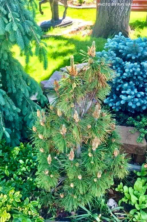 - Pinus nigra 'Frank' Columnar Austrian Black Pine Tree - Mr Maple │ Buy Japanese Maple Trees