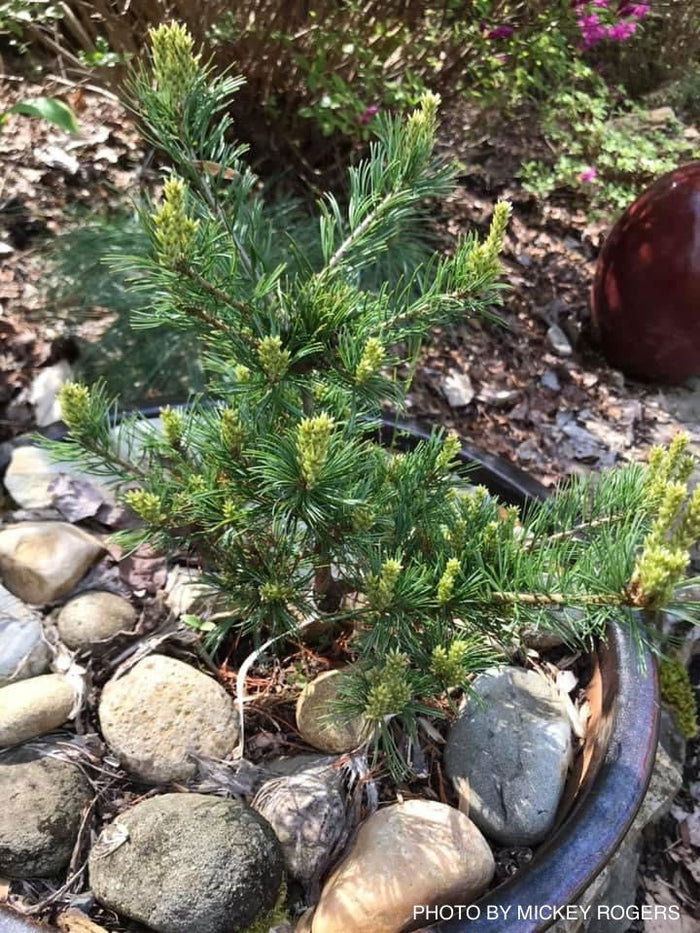 - Pinus parviflora 'Cuddles' Dwarf White Pine - Mr Maple │ Buy Japanese Maple Trees