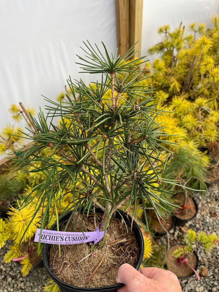 - Sciadopitys verticillata 'Richie's Cushion' Japanese Umbrella Pine Tree - Mr Maple │ Buy Japanese Maple Trees