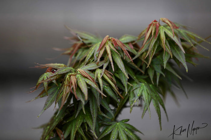 - Acer palmatum 'Mikawa kaen' Dwarf Japanese Maple - Mr Maple │ Buy Japanese Maple Trees