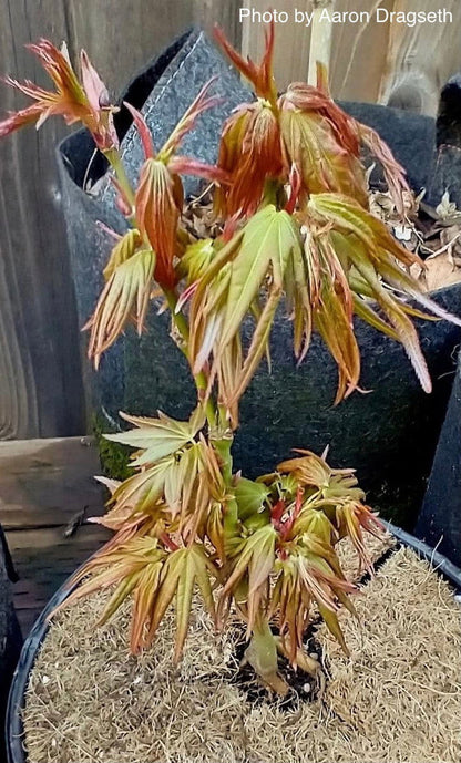 - Acer palmatum 'Mikawa kaen' Dwarf Japanese Maple - Mr Maple │ Buy Japanese Maple Trees