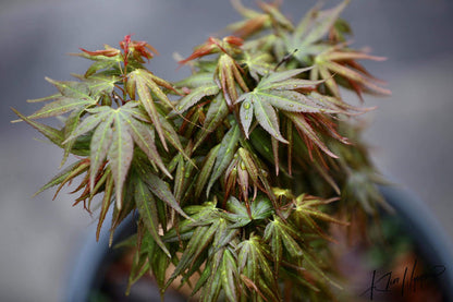 - Acer palmatum 'Mikawa kaen' Dwarf Japanese Maple - Mr Maple │ Buy Japanese Maple Trees