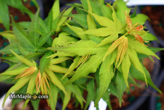 - Acer palmatum 'Mikawa kaen' Dwarf Japanese Maple - Mr Maple │ Buy Japanese Maple Trees