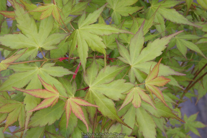 - Acer palmatum 'Shiro' Yellow Variegated Japanese Maple - Mr Maple │ Buy Japanese Maple Trees