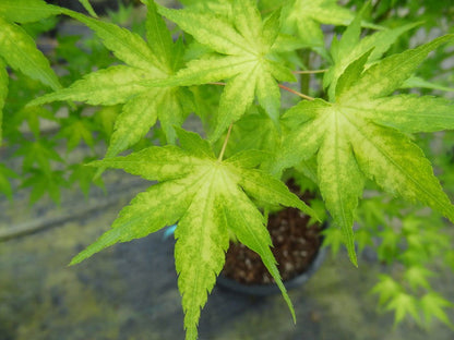 - Acer palmatum 'Shiro' Yellow Variegated Japanese Maple - Mr Maple │ Buy Japanese Maple Trees