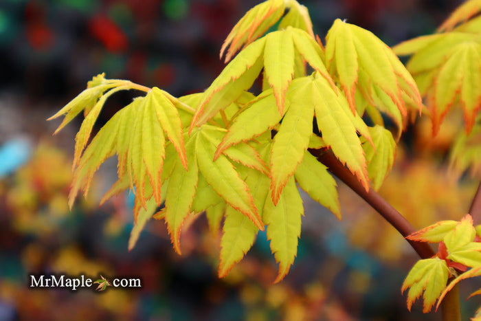 - Acer palmatum 'Yellow Cascade' Weeping Golden Japanese Maple - Mr Maple │ Buy Japanese Maple Trees