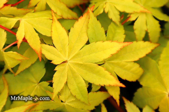 - Acer palmatum 'Yellow Cascade' Weeping Golden Japanese Maple - Mr Maple │ Buy Japanese Maple Trees