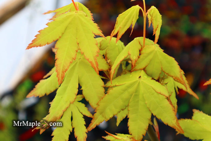 - Acer palmatum 'Yellow Cascade' Weeping Golden Japanese Maple - Mr Maple │ Buy Japanese Maple Trees
