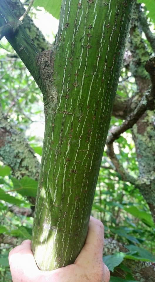- Acer pensylvanicum Snakebark maple - Mr Maple │ Buy Japanese Maple Trees