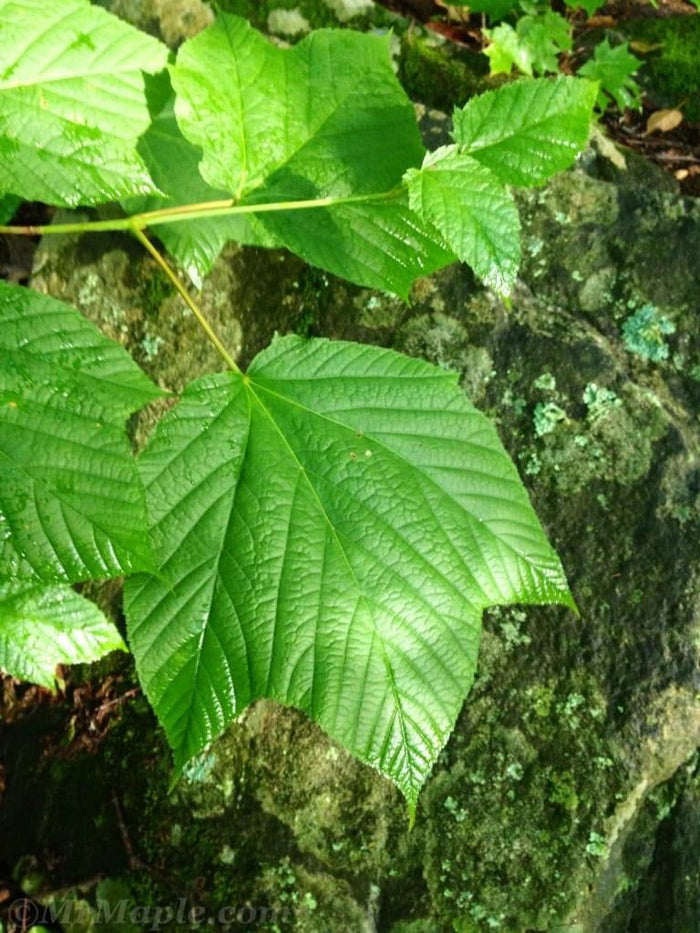 - Acer pensylvanicum Snakebark maple - Mr Maple │ Buy Japanese Maple Trees