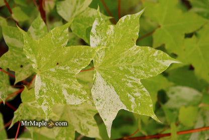 - Acer pictum 'Kamisaka nishiki' Batwing Maple - Mr Maple │ Buy Japanese Maple Trees
