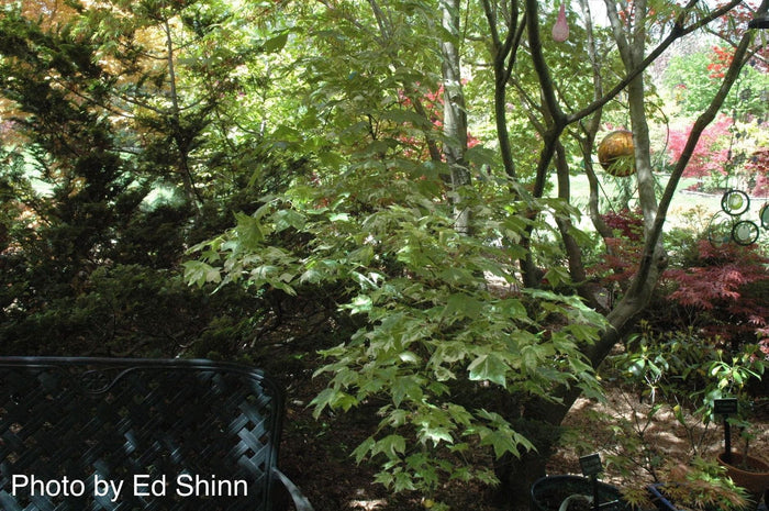 - Acer pictum 'Kamisaka nishiki' Batwing Maple - Mr Maple │ Buy Japanese Maple Trees