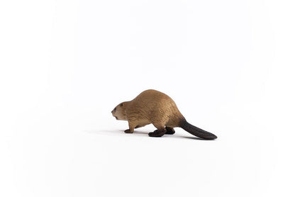 Beaver