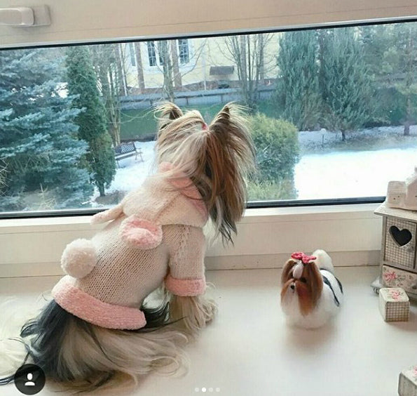 Bunny Rabbit Dressed as a Puppy Dog Sweater