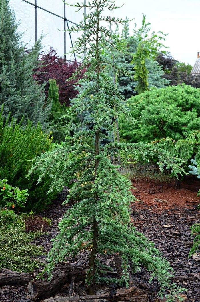 - Cedrus deodara 'Karl Fuchs' Narrow Deodara Cedar - Mr Maple │ Buy Japanese Maple Trees