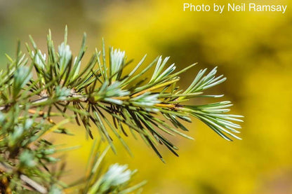 - Cedrus deodara 'Karl Fuchs' Narrow Deodara Cedar - Mr Maple │ Buy Japanese Maple Trees