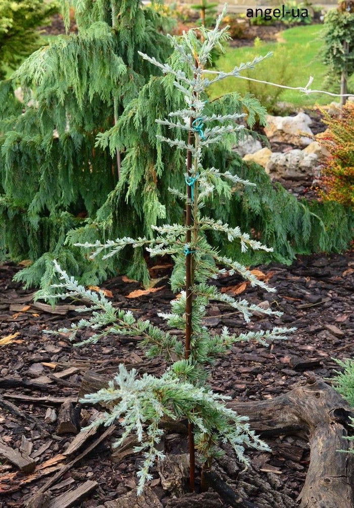 - Cedrus deodara 'Karl Fuchs' Narrow Deodara Cedar - Mr Maple │ Buy Japanese Maple Trees