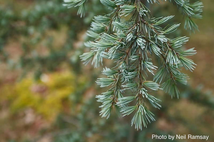 - Cedrus deodara 'Karl Fuchs' Narrow Deodara Cedar - Mr Maple │ Buy Japanese Maple Trees