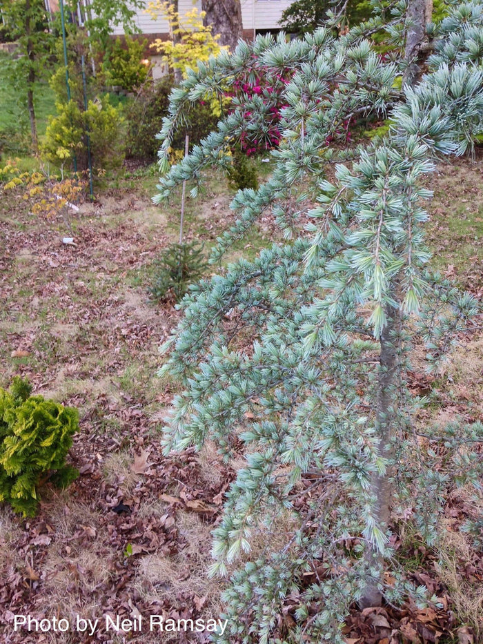 - Cedrus deodara 'Karl Fuchs' Narrow Deodara Cedar - Mr Maple │ Buy Japanese Maple Trees