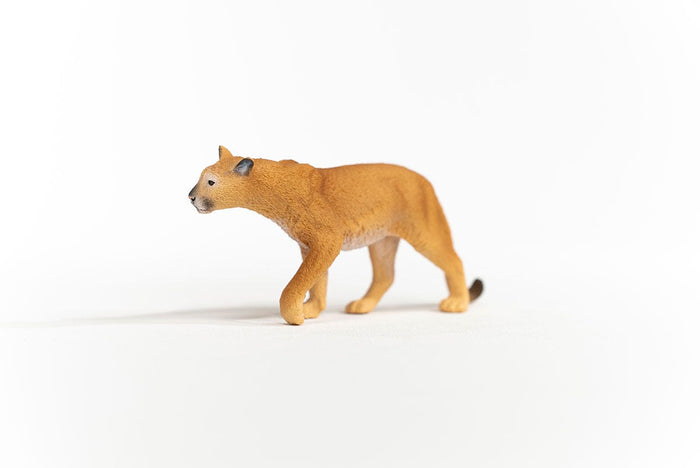 Cougar