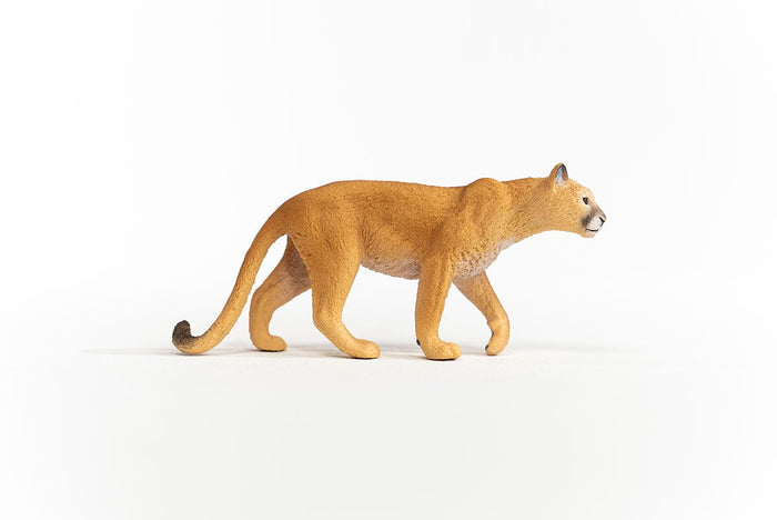 Cougar