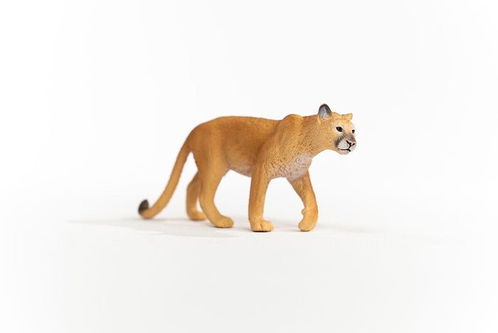 Cougar