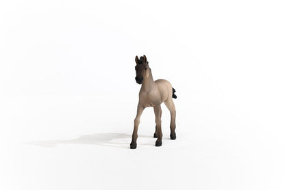 Criollo Definitivo Foal