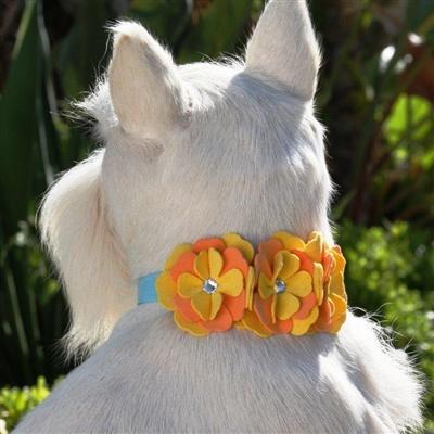 Darla Collar