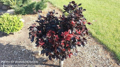 - Fagus sylvatica 'Frisco' Dwarf European Beech - Mr Maple │ Buy Japanese Maple Trees
