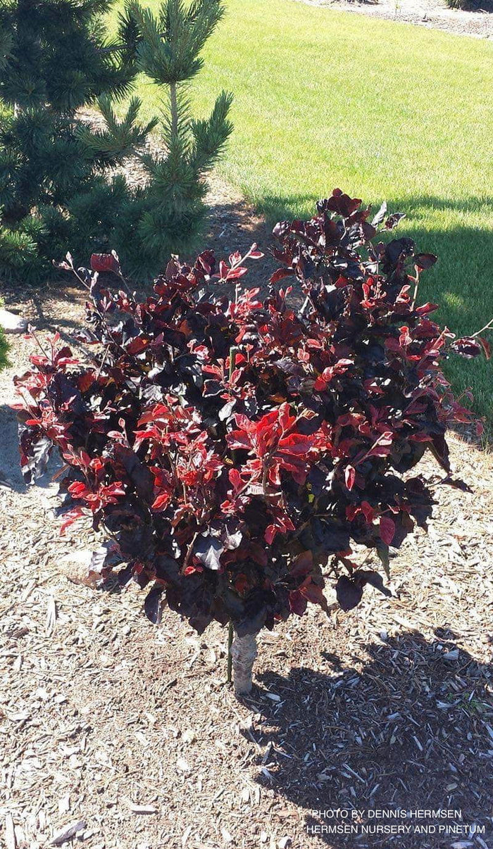 - Fagus sylvatica 'Frisco' Dwarf European Beech - Mr Maple │ Buy Japanese Maple Trees