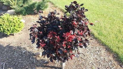 - Fagus sylvatica 'Frisco' Dwarf European Beech - Mr Maple │ Buy Japanese Maple Trees