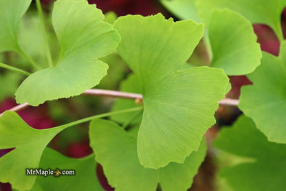 - Ginkgo biloba 'China Pendula' Weeping Male Ginkgo Tree - Mr Maple │ Buy Japanese Maple Trees