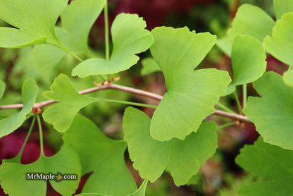 - Ginkgo biloba 'China Pendula' Weeping Male Ginkgo Tree - Mr Maple │ Buy Japanese Maple Trees
