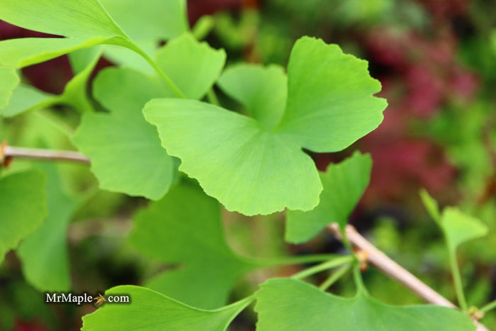 - Ginkgo biloba 'China Pendula' Weeping Male Ginkgo Tree - Mr Maple │ Buy Japanese Maple Trees