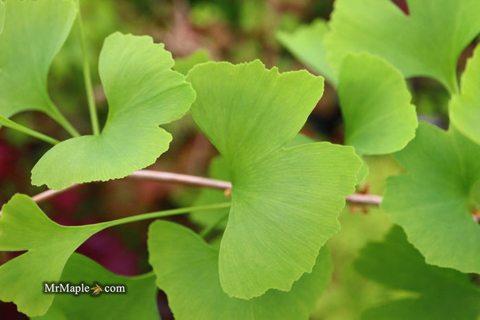 - Ginkgo biloba 'China Pendula' Weeping Male Ginkgo Tree - Mr Maple │ Buy Japanese Maple Trees