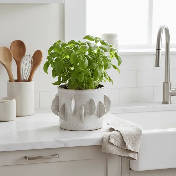 Handmade stoneware planter in antique white with basil