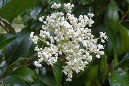 - Hydrangea seemannii Evergreen Climbing Hydrangea - Mr Maple │ Buy Japanese Maple Trees