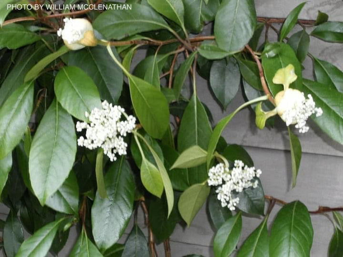 - Hydrangea seemannii Evergreen Climbing Hydrangea - Mr Maple │ Buy Japanese Maple Trees