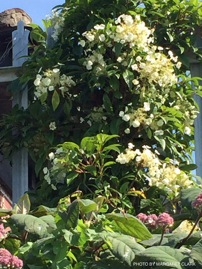 - Hydrangea seemannii Evergreen Climbing Hydrangea - Mr Maple │ Buy Japanese Maple Trees