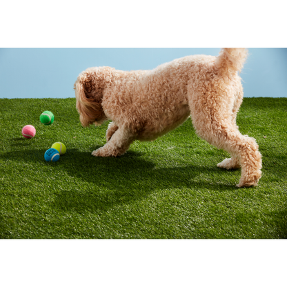 Multi Colored Tennis Ball Set