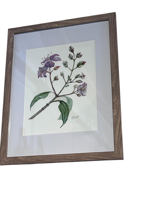 NSFA Original Giclee Fine Art Prints Botanical