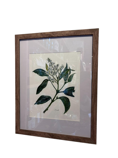 NSFA Original Giclee Fine Art Prints Botanical