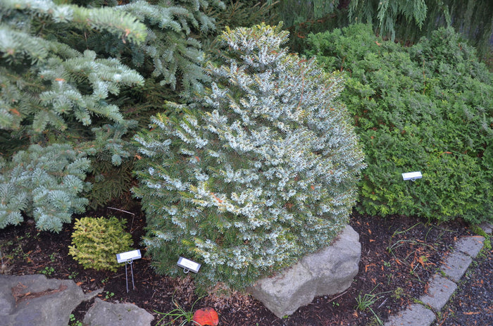- Picea omorika 'Peve Tijn' Dwarf Serbian Spruce - Mr Maple │ Buy Japanese Maple Trees