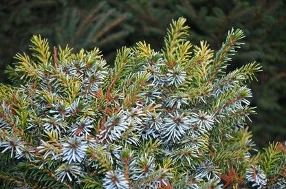 - Picea omorika 'Peve Tijn' Dwarf Serbian Spruce - Mr Maple │ Buy Japanese Maple Trees