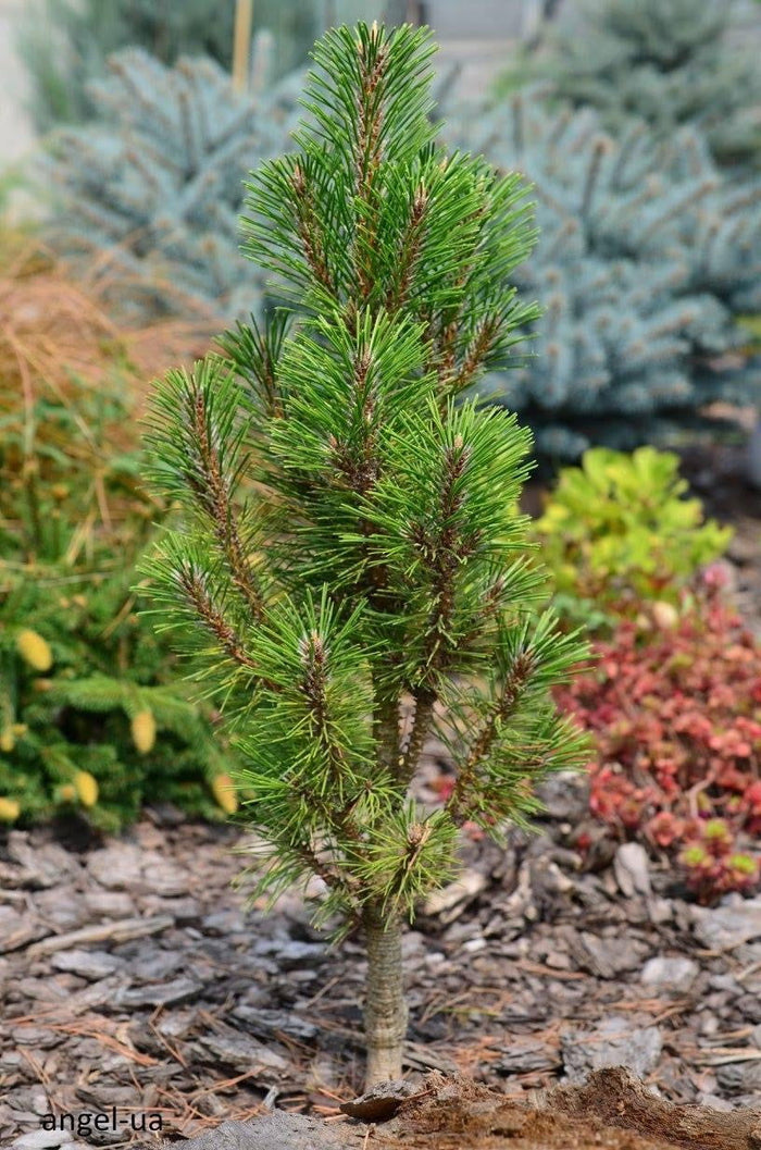 - Pinus nigra 'Frank' Columnar Austrian Black Pine Tree - Mr Maple │ Buy Japanese Maple Trees