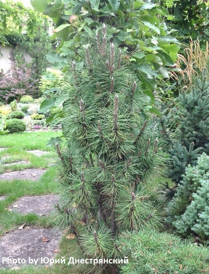 - Pinus nigra 'Frank' Columnar Austrian Black Pine Tree - Mr Maple │ Buy Japanese Maple Trees