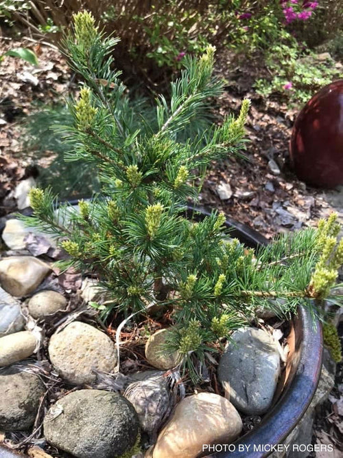 - Pinus parviflora 'Cuddles' Dwarf White Pine - Mr Maple │ Buy Japanese Maple Trees