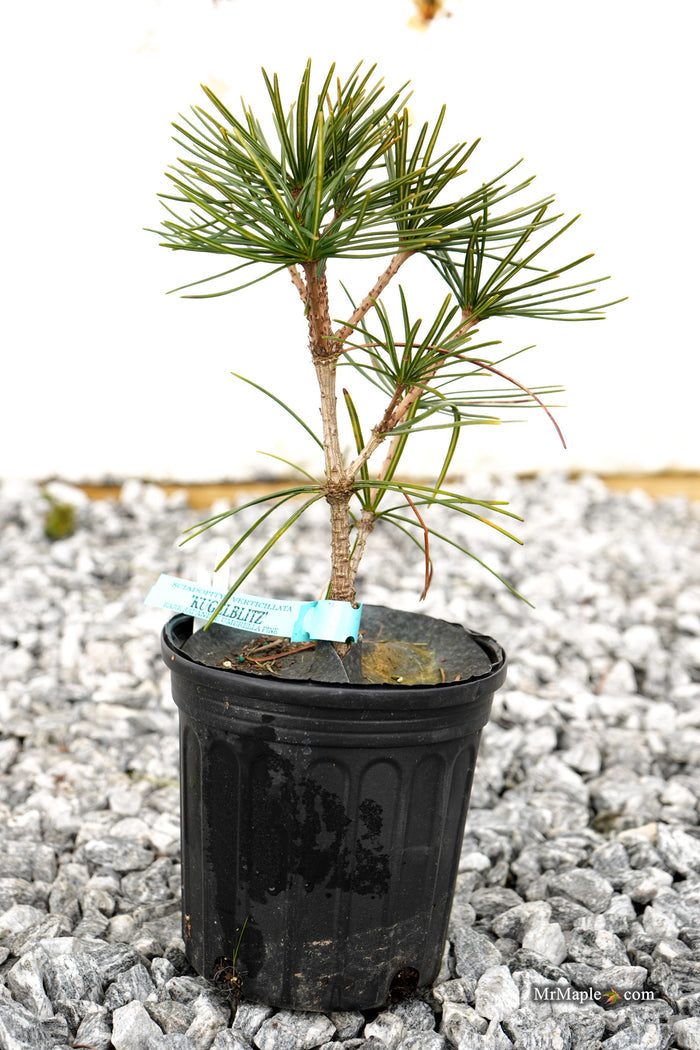 Sciadopitys verticillata 'Kugelblitz' Japanese Umbrella Pine