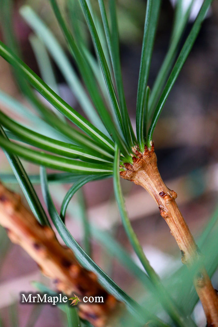 - Sciadopitys verticillata 'Kugelblitz' Japanese Umbrella Pine - Mr Maple │ Buy Japanese Maple Trees